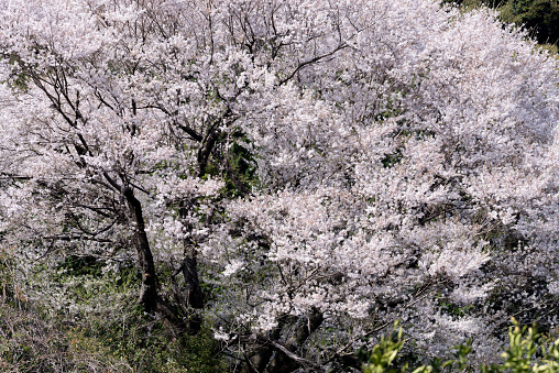 Sky and cherry tree background.