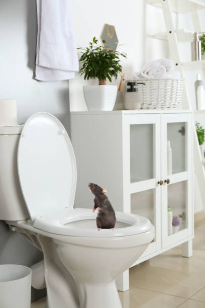 istock Rat on toilet bowl in light bathroom 1387043249