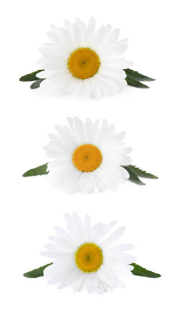 istock Set of beautiful chamomile flowers on white background 1387043281