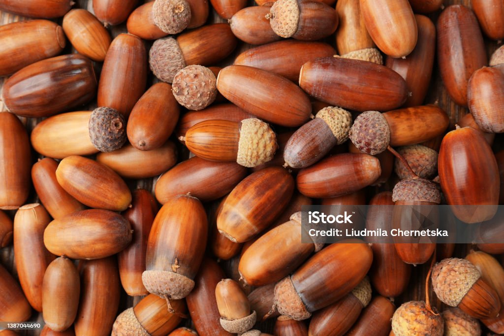 Many brown acorns as background, top view Acorn Stock Photo