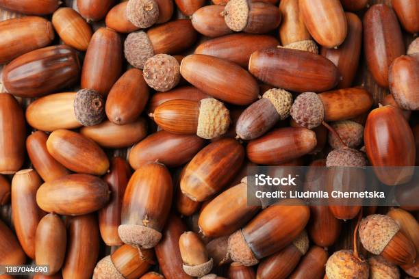 Many Brown Acorns As Background Top View Stock Photo - Download Image Now - Acorn, Nut - Food, Oak Tree