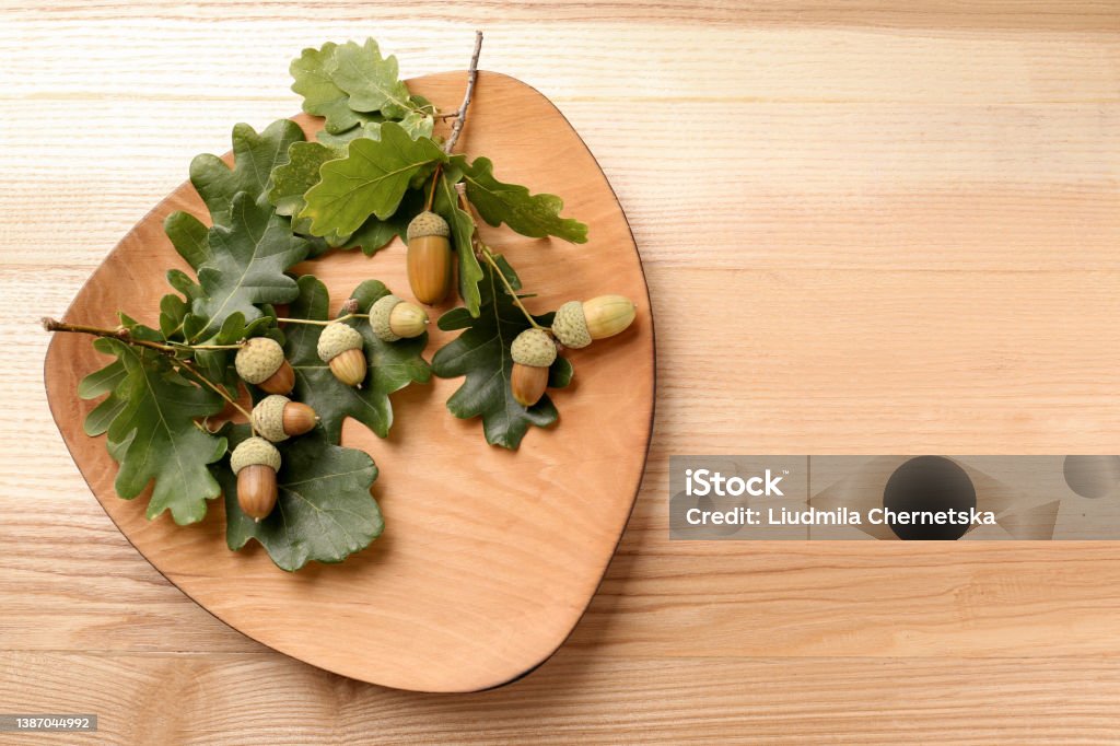 Acorns and oak leaves on wooden table, top view. Space for text Acorn Stock Photo