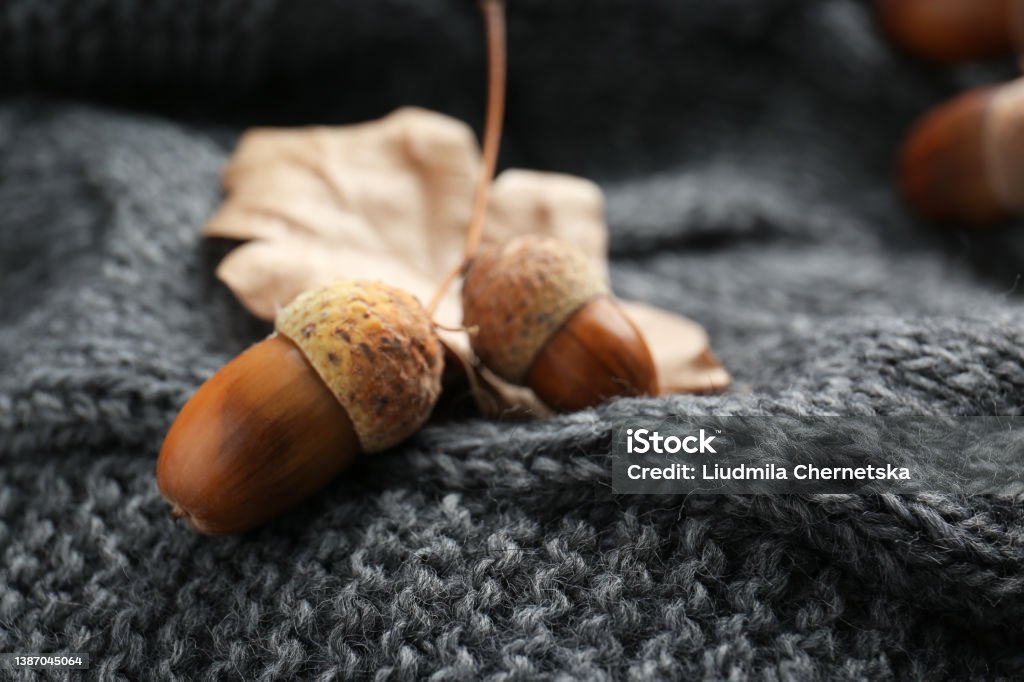 Acorns on grey knitted fabric, closeup view Acorn Stock Photo