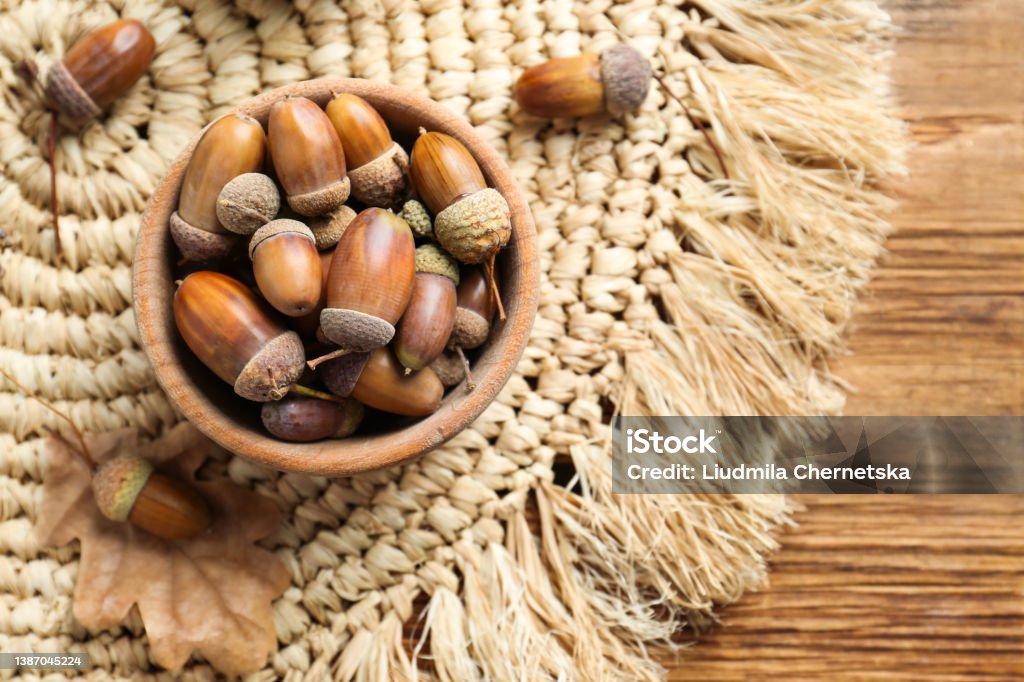 Acorns on wooden table, flat lay. Space for text Acorn Stock Photo