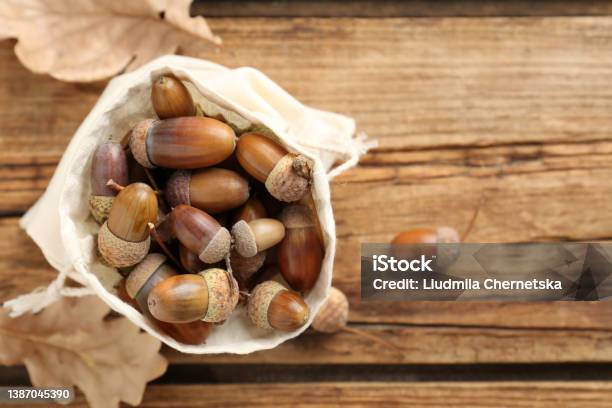 Acorns In Cotton Bag On Wooden Table Top View Space For Text Stock Photo - Download Image Now