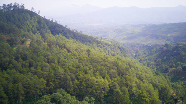 istock Forest covering mountains - Stock photo 1387045522