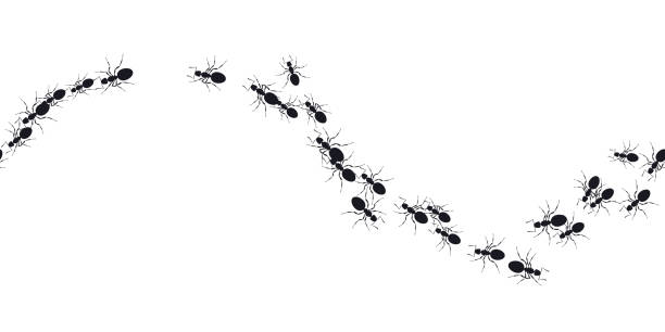 Many ants vector seamless pattern Colony ants. Seamless pattern insects ant on white. Workers ants marching, teamwork. Insects in flat style. Design for social media, blog post, print,, wall ar, wallpaper. Vector illustration black and white instant print stock illustrations