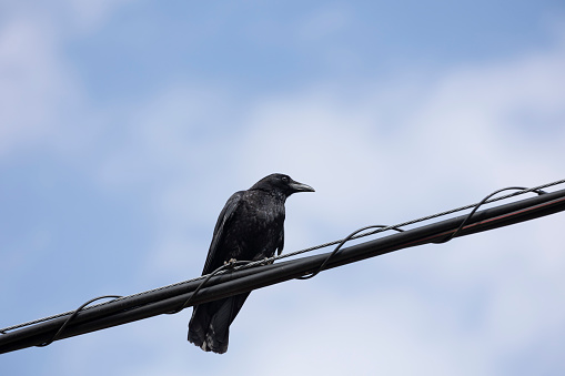 Crow perched on a power line looking around