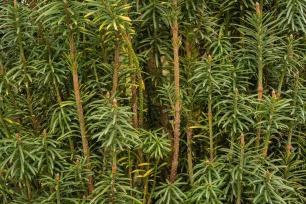 Cephalotaxus Harringtonii Drupacea fastigiata depressa,known as Japanese plum-yew, Harrington's cephalotaxus, or cowtail pine.  Adler Arboretum "Southern Cultures". Sirius (Adler) Sochi. Cephalotaxus Harringtonii Drupacea fastigiata depressa,known as Japanese plum-yew, Harrington's cephalotaxus, or cowtail pine.  Adler Arboretum "Southern Cultures". Sirius (Adler) Sochi. taxus baccata fastigiata stock pictures, royalty-free photos & images