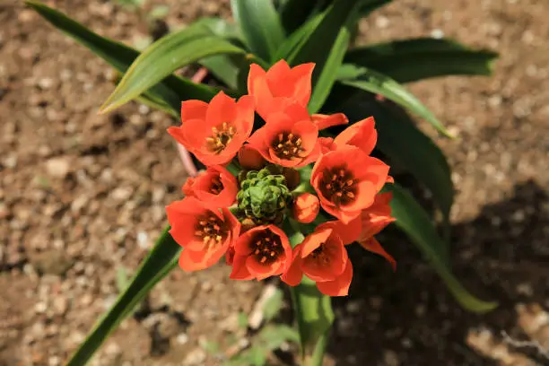 Beautiful and colorful Ornithogalum Dubium Houtt plant in the garden
