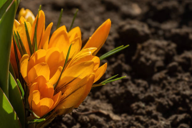 Beautiful blooming yellow crocuses illuminated by sunlight on natural ground background.