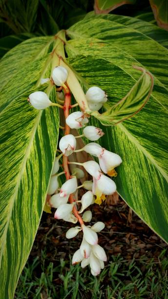 istock White Floridian tropical flower 1387050625