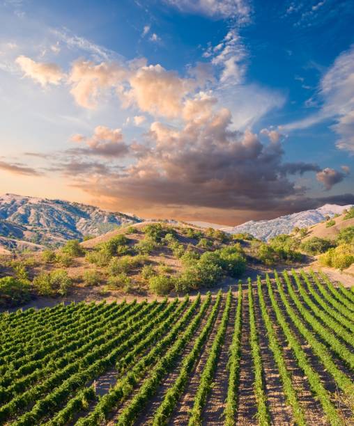 istock vineyard in a mountain valley at the evening 1387051218