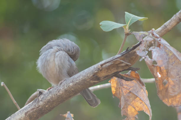 istock Jungle babbler Turdoides striatus preening on a branch. 1387051348