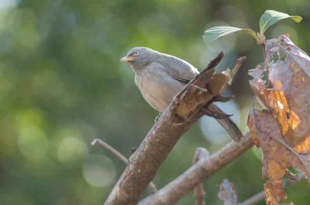Jungle babbler Turdoides striatus on a branch. Sasan. Gir Sanctuary. Gujarat. India.