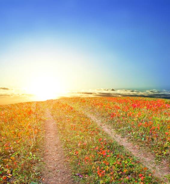 road in a steppe at the evening