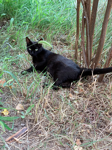 Black cat on green grass
