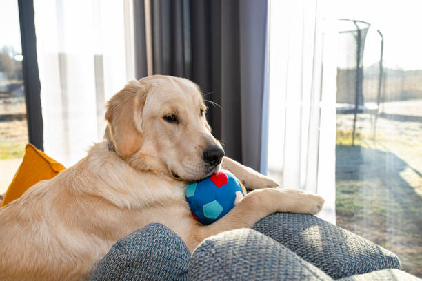 A young male golden retriever is lying on the couch backrest in the living room of the house, holding a cloth ball in his paws. A young male golden retriever is lying on the couch backrest in the living room of the house, holding a cloth ball in his paws. backrest stock pictures, royalty-free photos & images