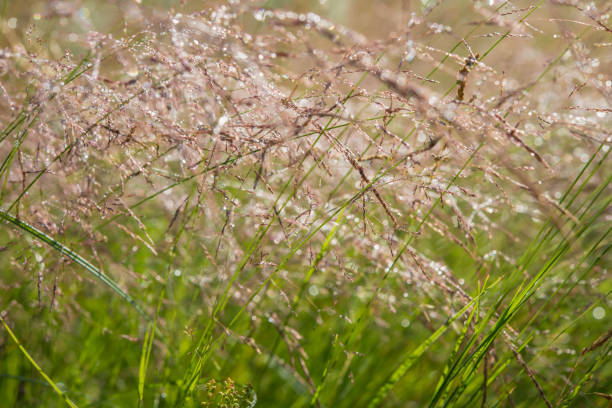 istock Blurred background, spikelets of plants covered with dew drops. 1387054761