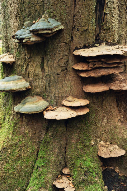 istock Tree trunk overgrown with fungus. 1387055478