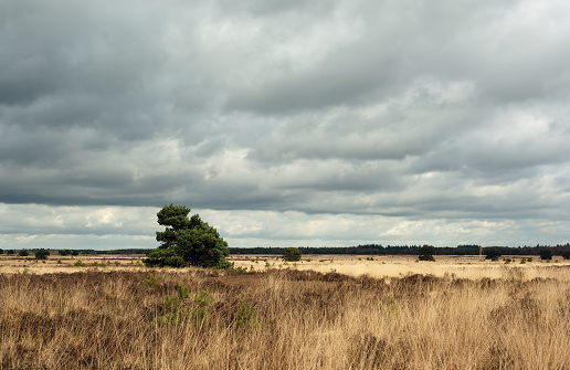 Pine trees and tall yellow grass in a moorland landscape under a cloudy sky.