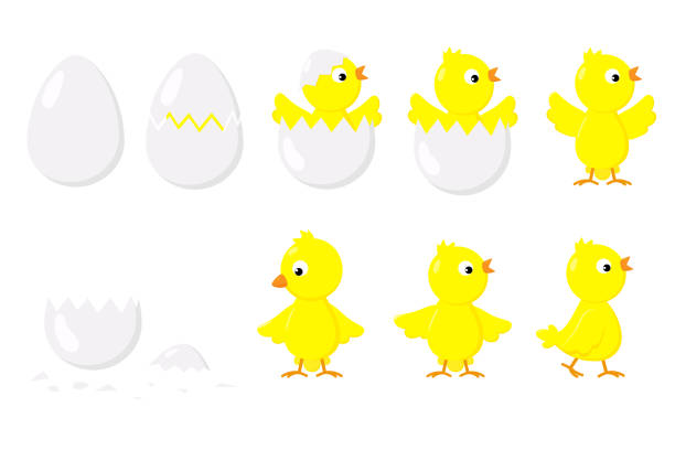 illustrazioni stock, clip art, cartoni animati e icone di tendenza di pulcino schiuso da un uovo. fasi di schiusa del pollo. - animal egg chicken new cracked