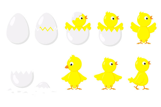 병아리는 계란에서 부화. 치킨 부화 단계. - animal egg chicken new cracked stock illustrations
