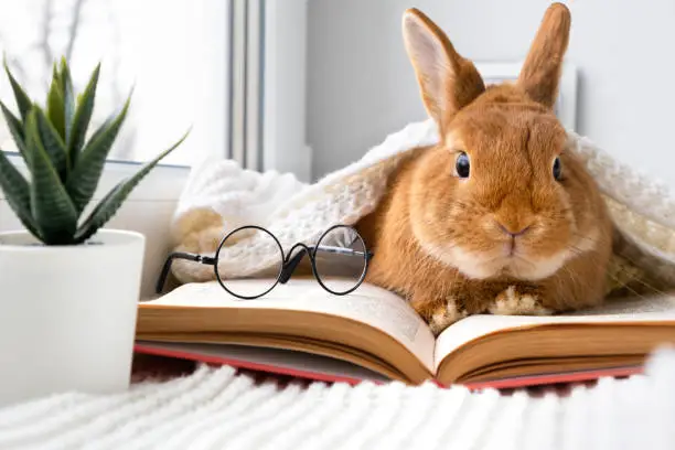 Photo of Cute brown little bunny rabbit with eyeglasses lying on plaid on windowsill reading book indoors near window.Smart,brainy pet.Bad poor vision,education concept