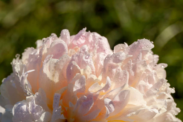 istock beautiful peony flowers during flowering 1387057227