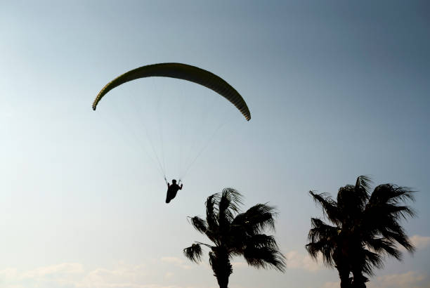 Tandem paragliding (extreme sport) flying over sky at sunset with a palm tree on the front, Antalya, Turkey