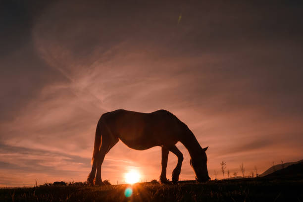 horses silhouette in the meadow with a beautiful sunset