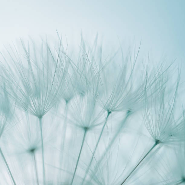 istock romantic white dandelion flower seed in springtime 1387057991