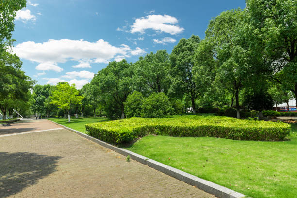 Green dense woods by the asphalt road in the city Green dense woods by the asphalt road in the city tree lined driveway stock pictures, royalty-free photos & images
