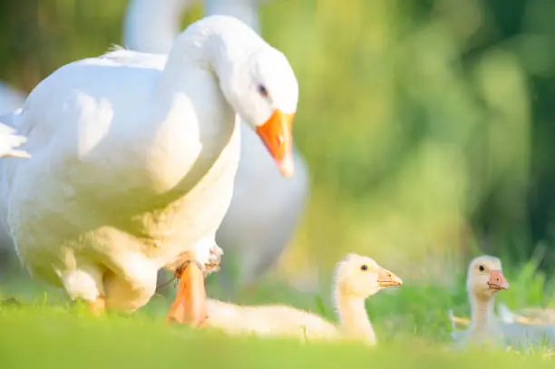 Photo of Domestic goose gosling birds in the grass during a springtime evening