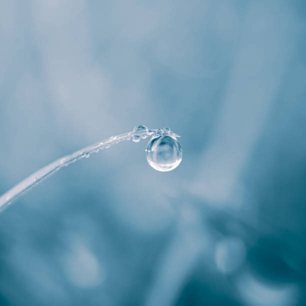 istock raindrop on the grass leaf in spring season in rainy days 1387059362
