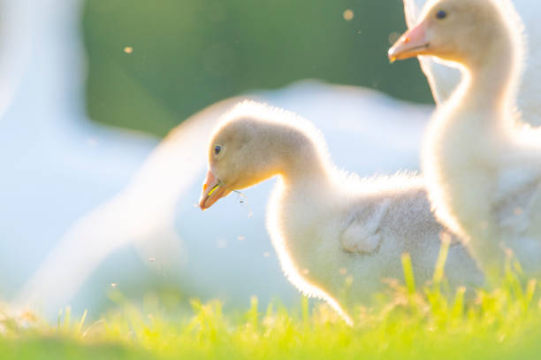Domestic goose gosling birds in the grass during a springtime evening with adult Domestic Geese in the background.