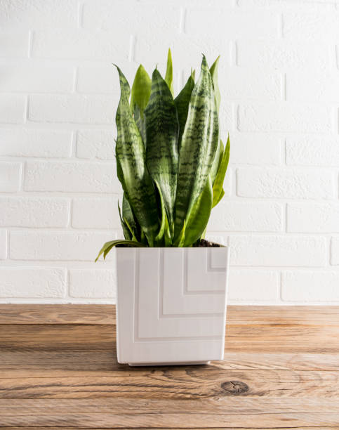 istock a beautiful sansevieria in a white ceramic pot on a wooden table against a white brick wall. home farming. 1387061510