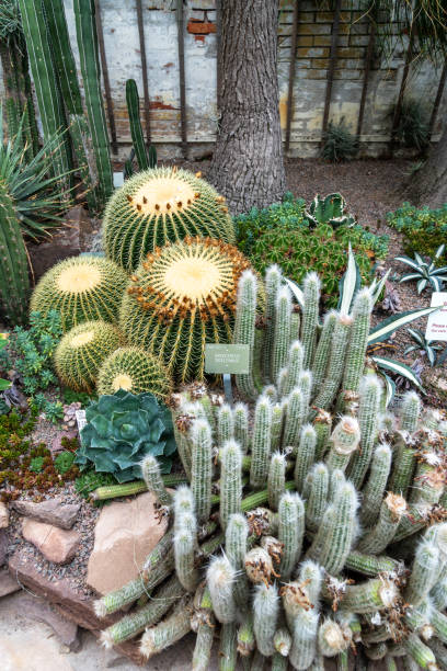 echinocactus grusonii i oreocereus doelzianus - grusonii zdjęcia i obrazy z banku zdjęć