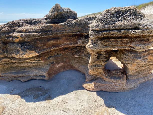Fossil coral Marineland beach Florida