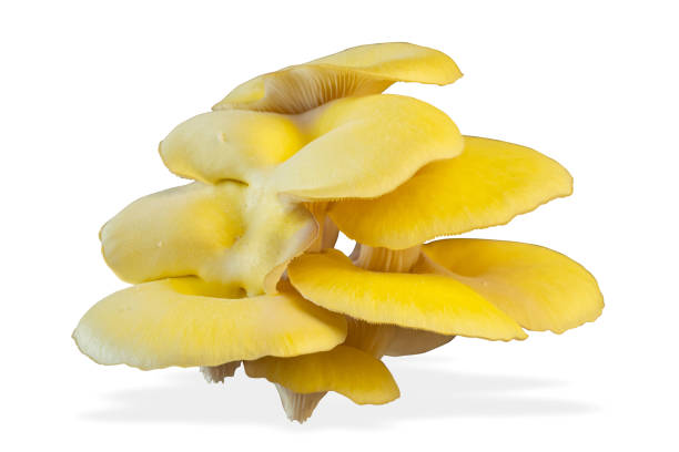 istock Oyster mushroom isolated on white background. 1387064230