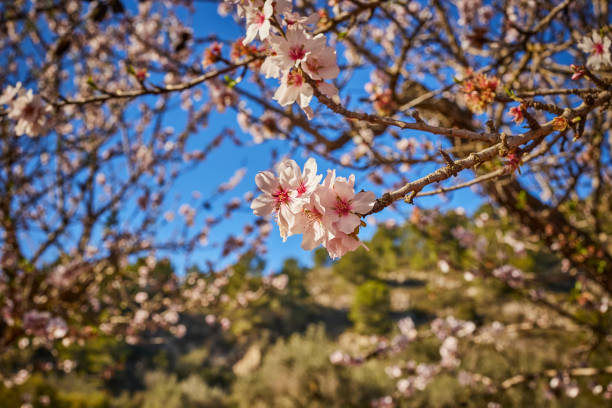 Almond tree branch full of flowers after autumn bloom