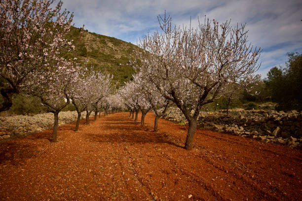 istock Planting almond trees in two rows 1387064544