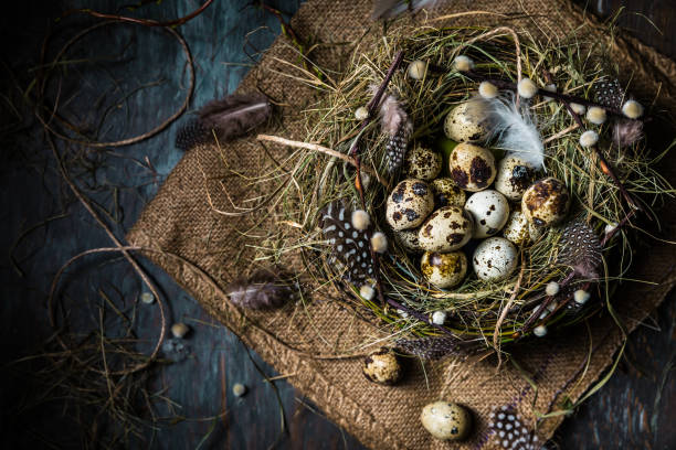 istock Nest with quail eggs for Easter and blooming branches on black background 1387065553