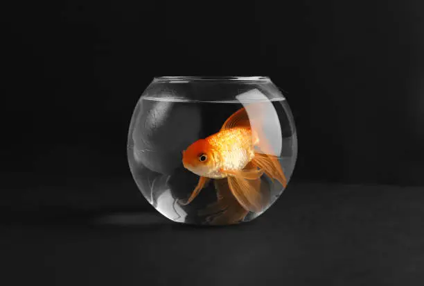 Photo of Goldfish in the aquarium