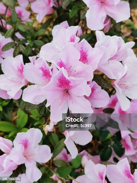 Rhododendron Azalea Stock Photo - Download Image Now - Rhododendron, Azalea, Beauty