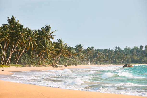 istock Beautiful sand beach with palm trees 1387066917