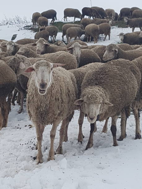 istock A flock of sheep in a vast field 1387068162