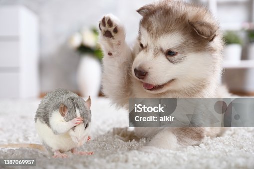 istock Small Alaskan malamute puppy plays with a gray rat on the carpet in the living room 1387069957