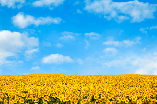 A DSLR photo of a beautiful sunflower field with a blue sky. Space for copy.