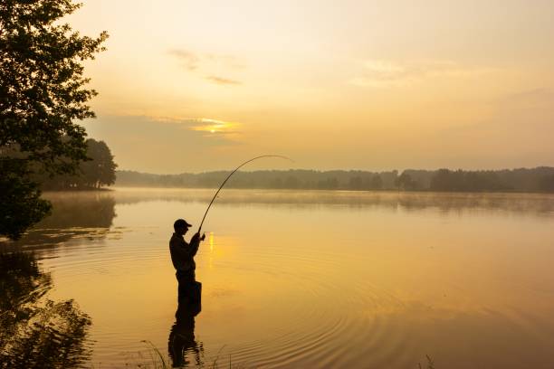 angler fisherman catching the fish during sunrise freshwater fishing stock pictures, royalty-free photos & images